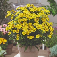 Helenium Lemon Sundae