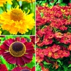 Helenium Plant Collection