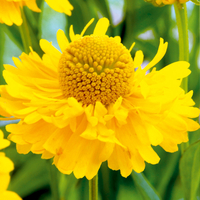 Helenium Plant Twin Pack