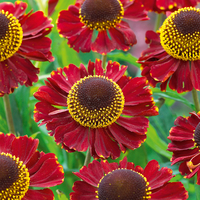 Helenium Ruby Tuesday Plants