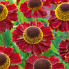 Helenium Ruby Tuesday Plants