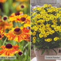 Helenium Sundae Duo