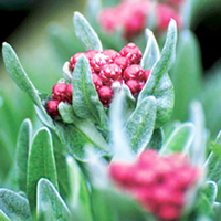 Helichrysum Plant - Ruby Cluster