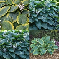 Hosta Collection