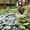 Hosta Collection