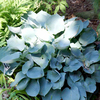 Hosta Collection