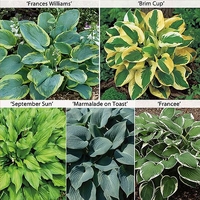 Hosta Collection