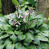 Hosta Devon Green