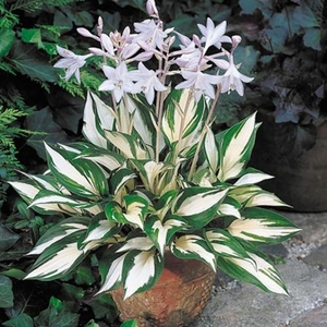 Hosta Fire and Ice