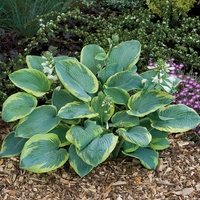 Hosta Frances Williams 1 Bare Root Size 1