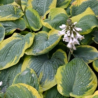 Hosta Olive Bailey Langdon