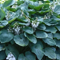 Hosta Sieboldiana Elegans