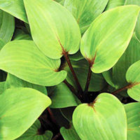 Hostas - Mixed x 3
