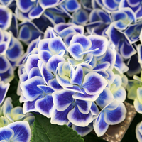 Hydrangea Bavaria