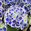 Hydrangea Bavaria