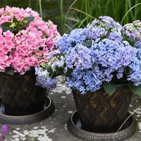 Hydrangea Double Dutch Alkmaar