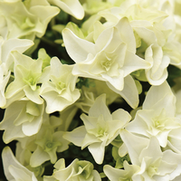 Hydrangea Double Dutch Gouda