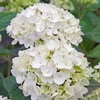 Hydrangea Endless Summer The Bride