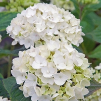 Hydrangea Endless Summer The Bride