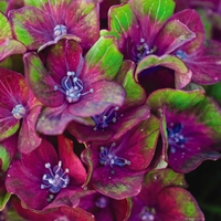 Hydrangea Glam Rock