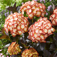 Hydrangea Light My Fire