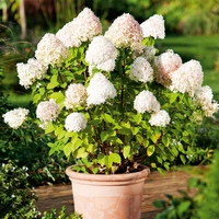 Hydrangea Limelight Plants