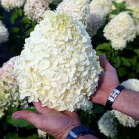 Hydrangea pan. Hercules