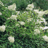 Hydrangea paniculata Limelight