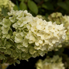 Hydrangea paniculata Magical Moonlight