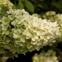 Hydrangea paniculata Magical Moonlight