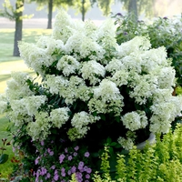 Hydrangea paniculata Plant - Bobo