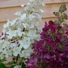 Hydrangea paniculata Plant - Candlelight
