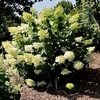 Hydrangea paniculata Plant - Phantom