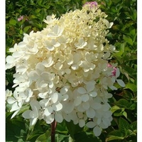 Hydrangea paniculata Plant - Phantom