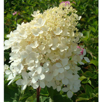 Hydrangea paniculata Plant - Phantom
