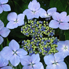 Hydrangea Plant - Blue Wave