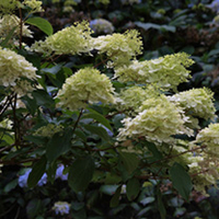 Hydrangea Plant - Paniculata Phantom