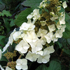 Hydrangea Plant - Quercifolia