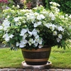 Hydrangea Runaway Bride