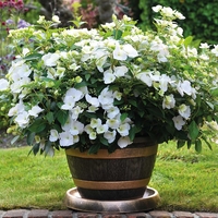 Hydrangea Runaway Bride