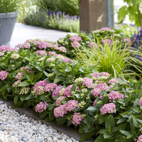 Hydrangea Serrata Plant - Hydrantea