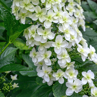 Hydrangea Snowflake