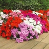 Impatiens F1 Suttons Select Mix Plants