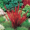 Japanese Blood Grass - Red Baron