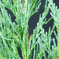 Juniperus - Scopulorum Skyrocket