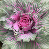 Kale Plants - Buttonhole