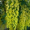 Laburnum anagyroides Plant