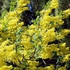 Laburnum waterei Tree - Vossii