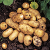 Lady Christl Potato - First Early
