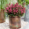 Lagerstroemia Plant - Berry Dazzle
